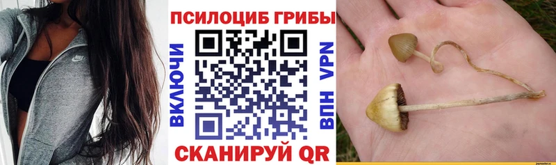 купить Урай Псилоцибиновые грибы мицелий